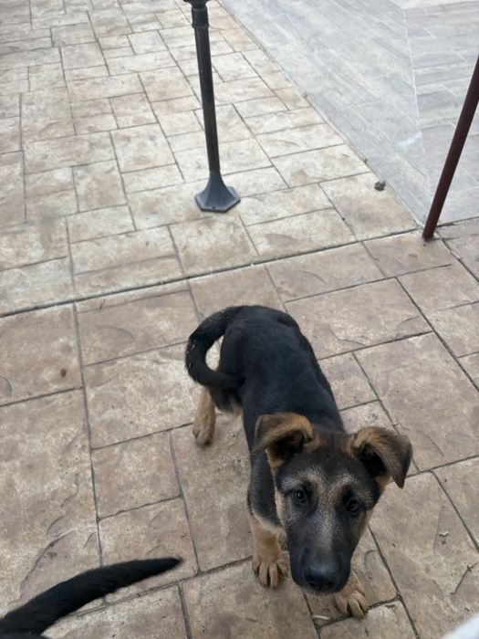 Немска увчарка куче