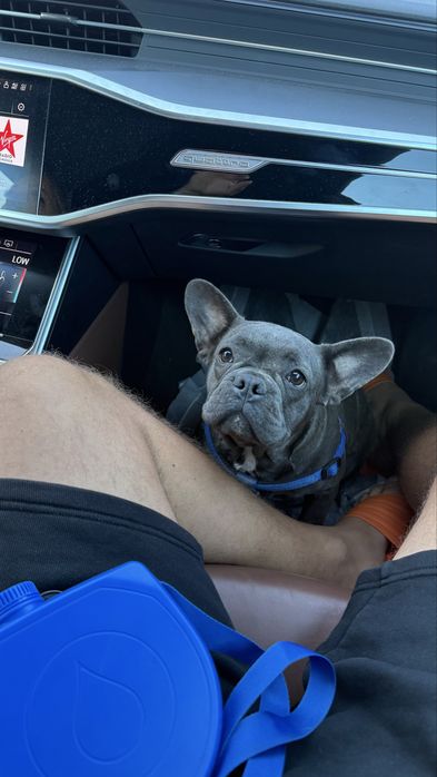 Catelusa bulldog francez blue cu pedigree