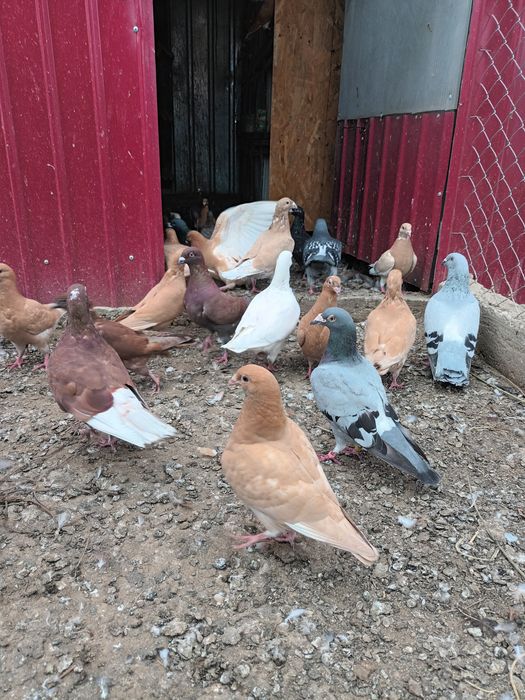 Porumbei voiajori de frumusețe