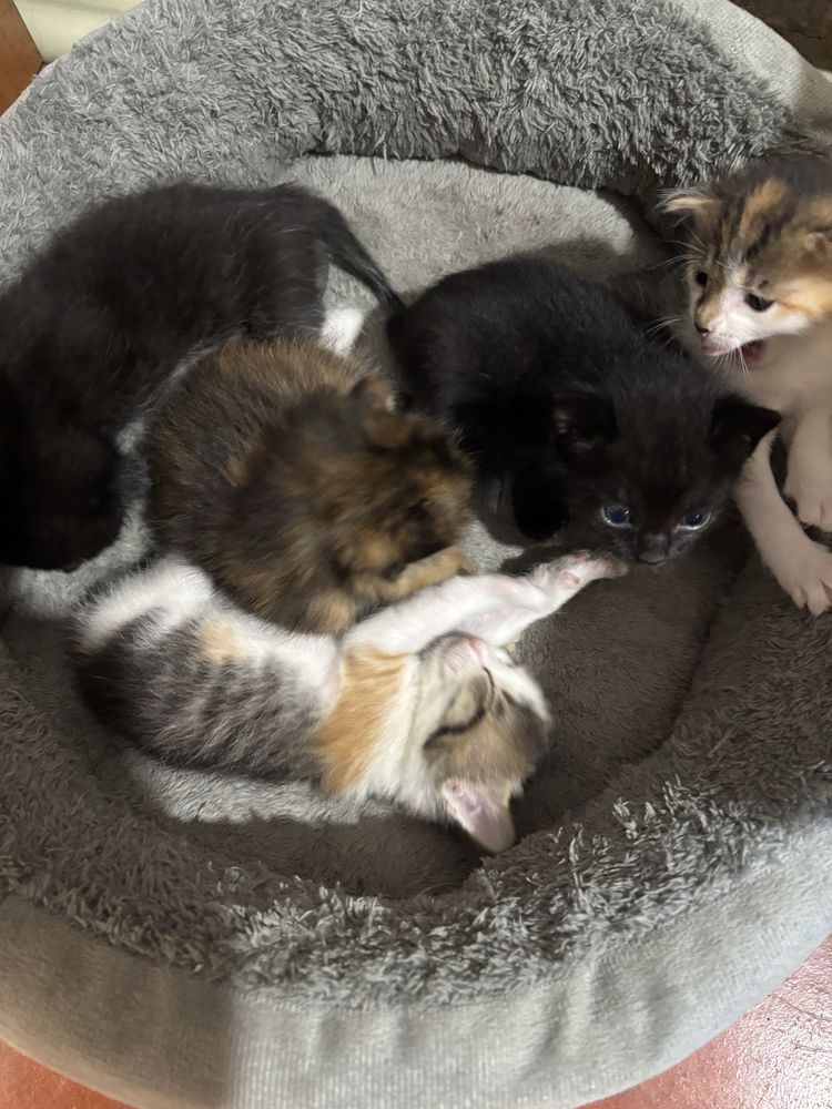 Отдам котят ,есть 5