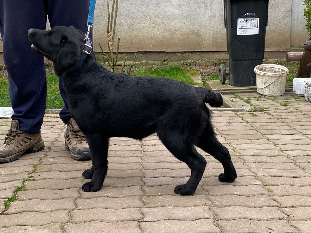 Femelă labrador cu pedigree