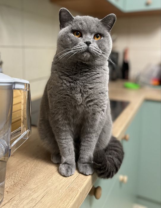 Pisica British Shorthair cu Pedigree