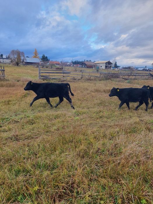 Vitele Angus 6-8 luni  de vanzare