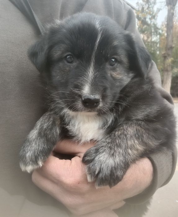 Щенок мальчик, возраст 2 месяца