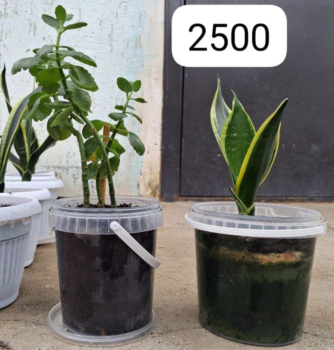 Домашние цветы в горшках разных сортов