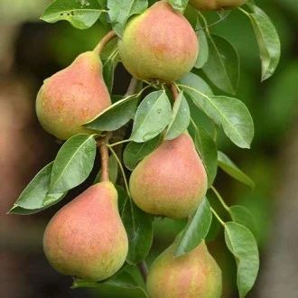 Pomi fructiferi columnari si pitici anul 3 de vegetatie