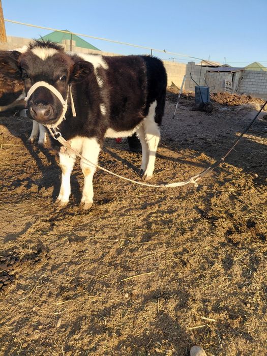 Бұзау ұрғашы сүтті сиырдың баласы