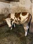 Juninca Balta Romaneasca (Vaca)