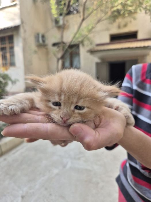 Котенок в добрые ручки
