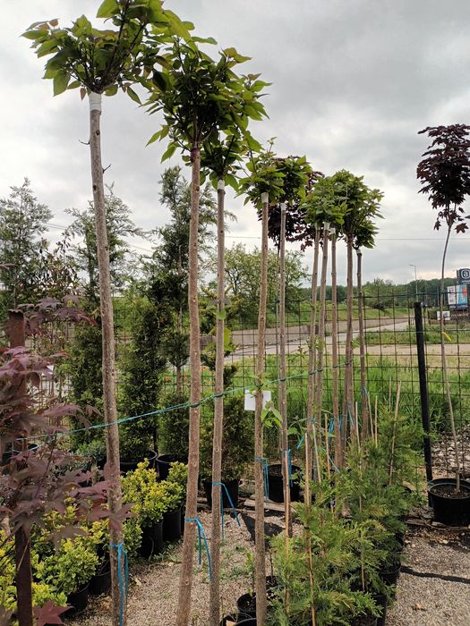 Catalpa globulara 200+ cm