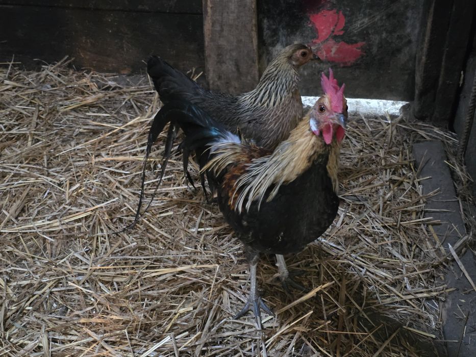 Pereche Phoenix gat galben, gaini