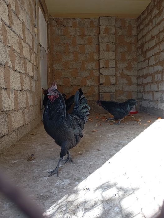 Продаются петухи