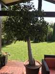 Ficus de dimensiune mare in ghiveci