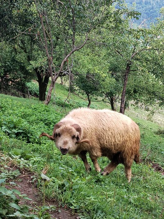 Berbec de vânzare!