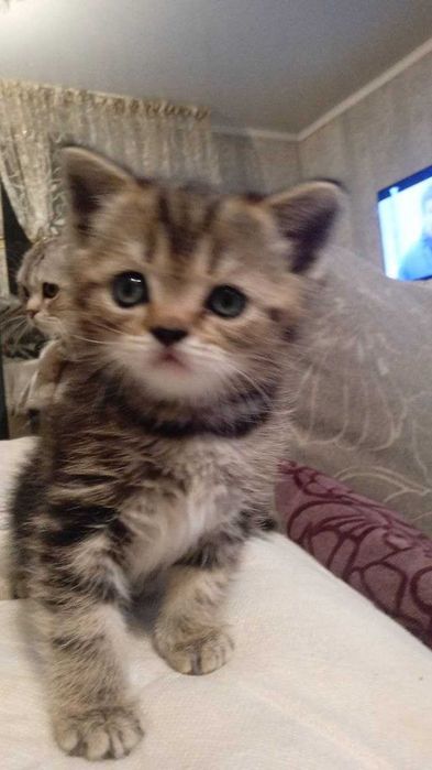 котенок шотландский  страйт