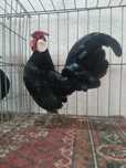 Găini pitici Rosecomb Bantam