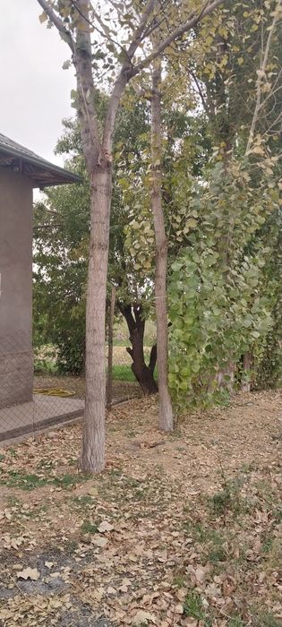 Терак сотилади терак