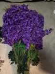Plante artificiale