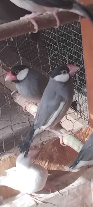 Orezari  ,kakariki, burgi și perusi