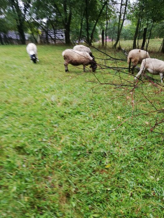 Vând la alegere 2 oi Dorper