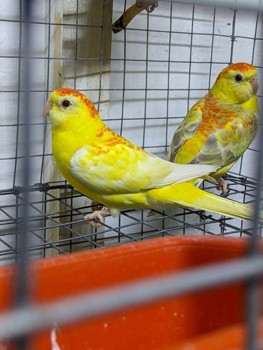 Певчие попугайчики