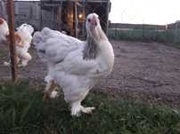 Puica brahma herminat deschis