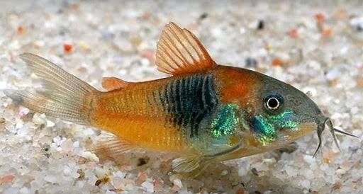 Ancistrus super red long fin