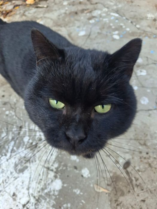 Отдам кота в добрые хорошие руки