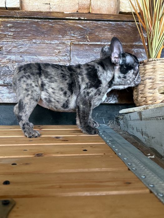 Femela bulldog francez merle