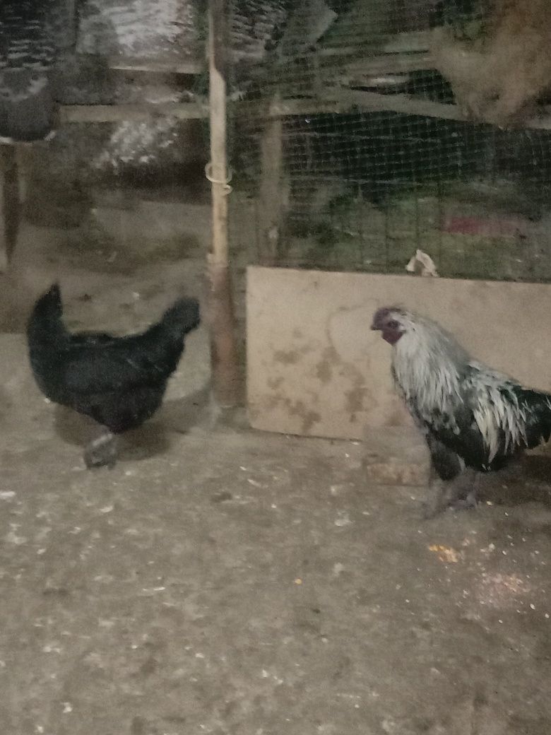 Продам молодую пару ухейлюй курица несёт яйца зеленоватова цвета!