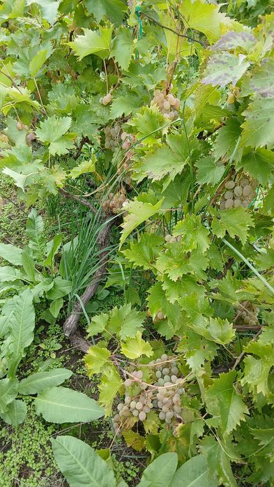 De vânzare struri de masă albi