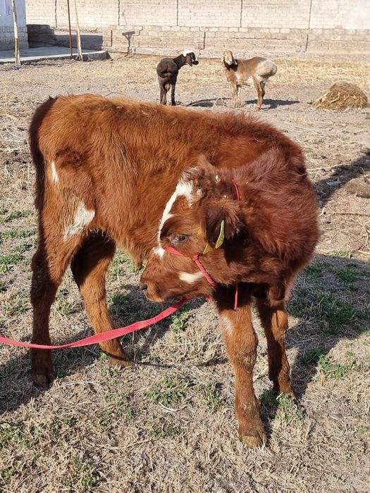 Букача сотилади сифати зор