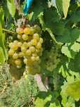 Struguri Muscat Ottonel pur