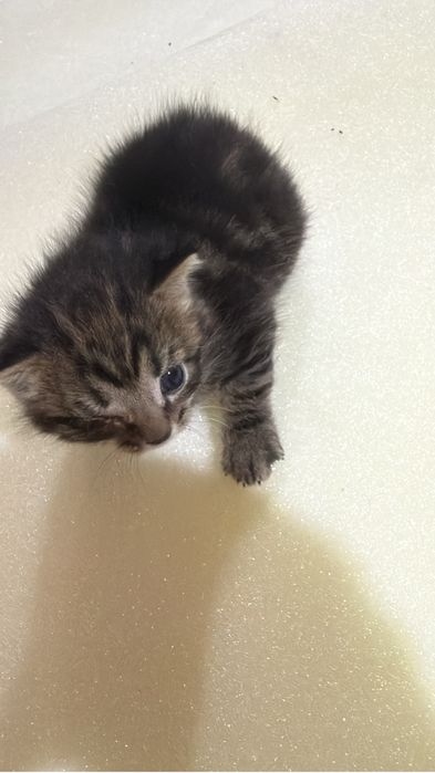 нашел котенка отдам в хорошие руки срочно звоните