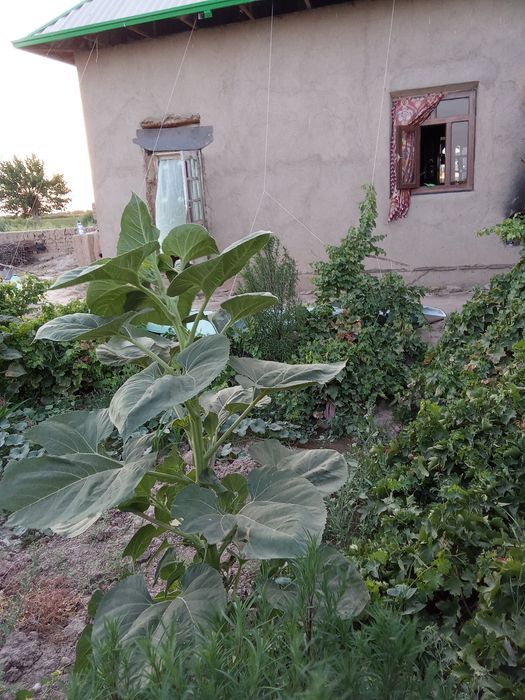 Uy sotiladi Qashqadaryo viloyati kasbi tumani