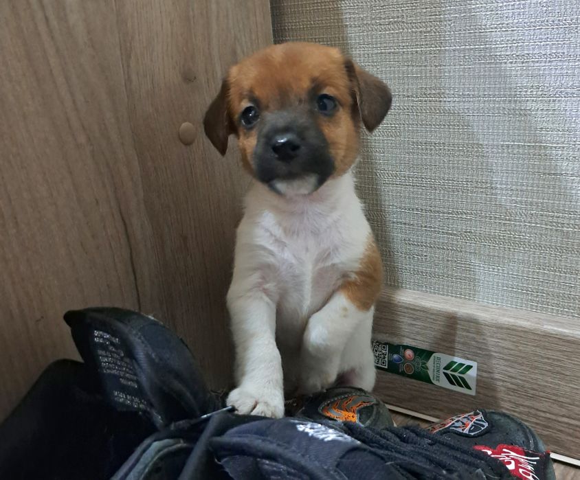 Джек Рассел терьер