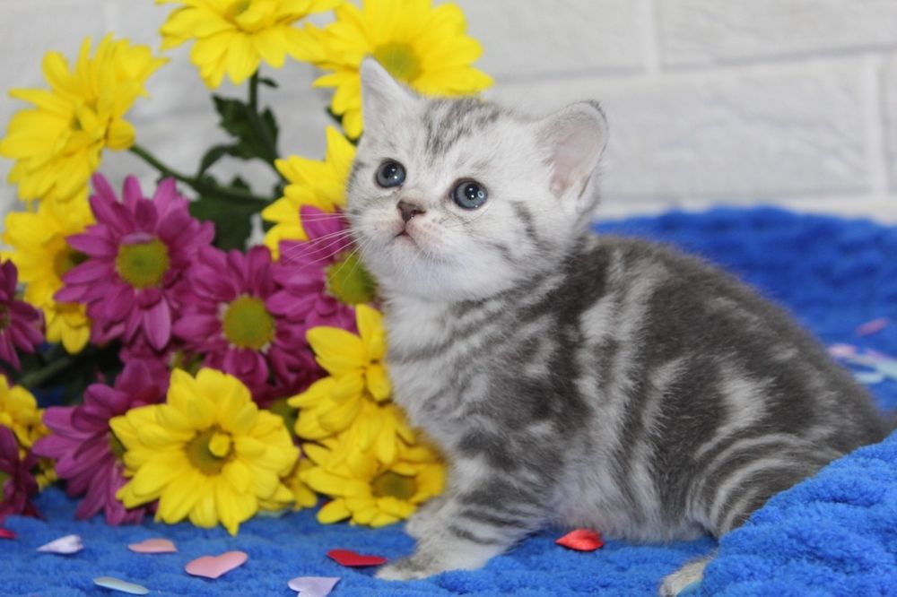 Шотландские малыши, мраморные окрасы