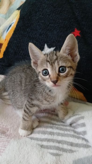 6 pui de pisică spre adoptie