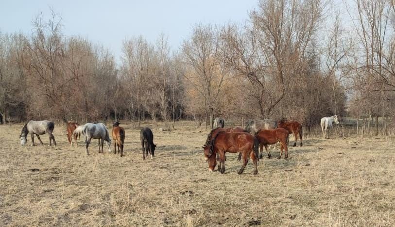 Продам хороших лошадей с жеребятами