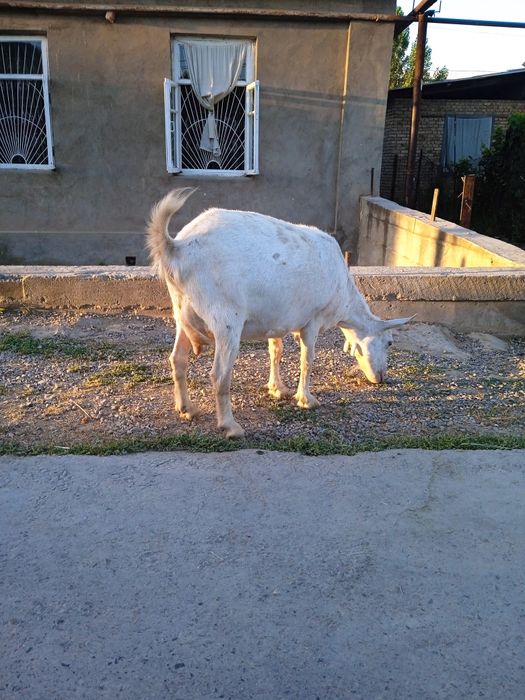 Козочки зааненской молочной породы