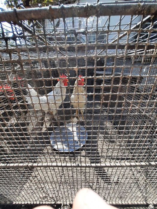 Продаются петухи