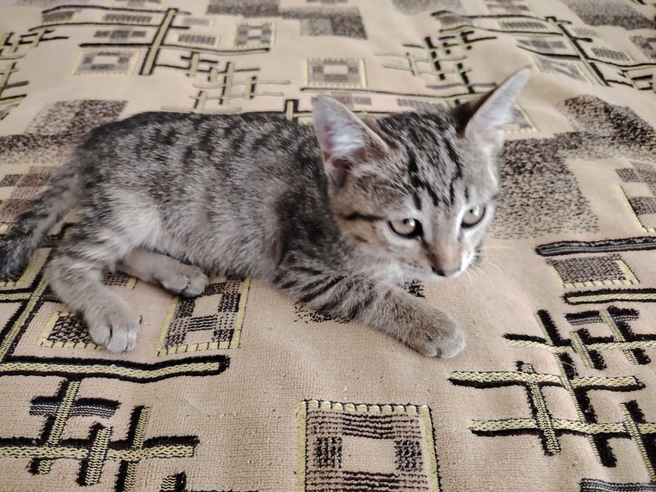 Отдаётся даром очень красивый котёнок