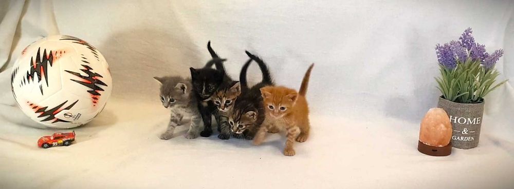 Подаряваме безплатно 4 котенца
