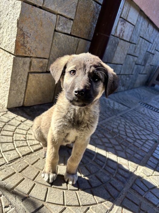 Продавам куче Кангал