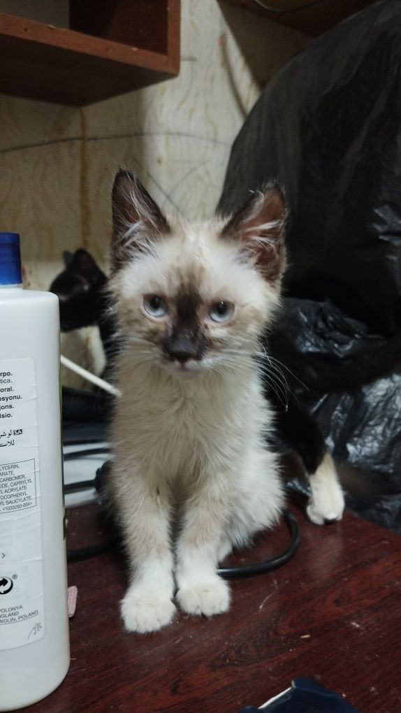 Котенок, девочка 3 месяца