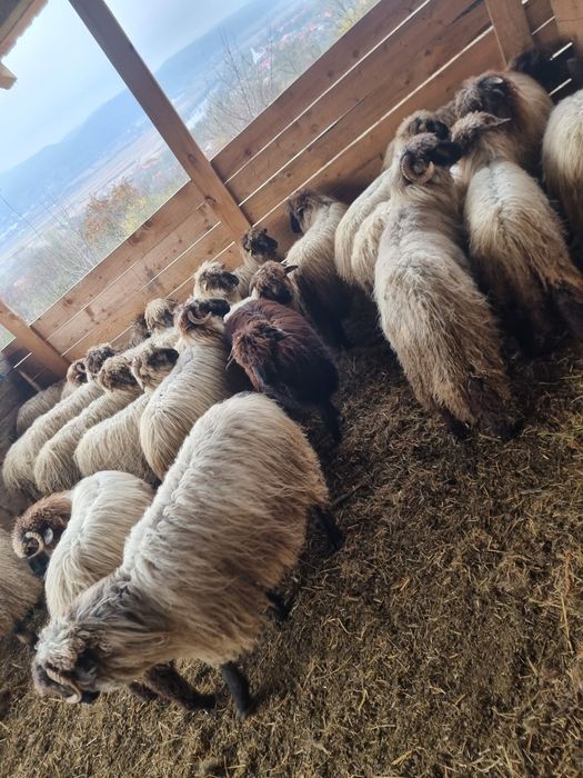 Vind miei de anul acesta