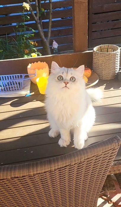 British longhair baiat iubitor cu pedigree