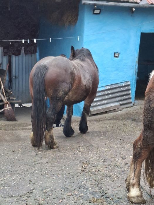 Iapă de 4 ani culoare roșie