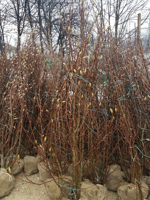 Magnolia Tuia mesteacăn