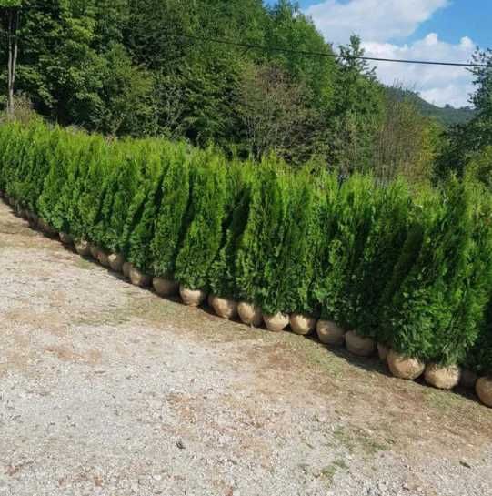 Cupressocyparis Leylandii 2.70-3m minim 50 bucati